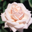 Climbing rose: Rosa New Dawn