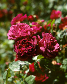 Old garden rose: Rosa Nuits de Young