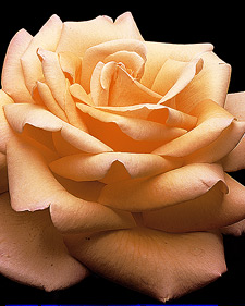 Hybrid tea rose: Rosa Peace