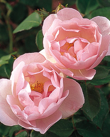 Planting Roses