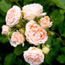 Rose: Rosa Pearl Palace