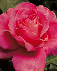 Hybrid tea rose: Rosa Pink Peace