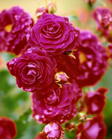 Rose: Rosa Prince Palace