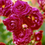 Rose: Rosa Prince Palace
