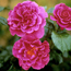 Renaissance shrub rose: Rosa Princess Alexandra