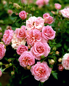 Rose: Rosa Romantic Palace