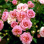 Rose: Rosa Romantic Palace