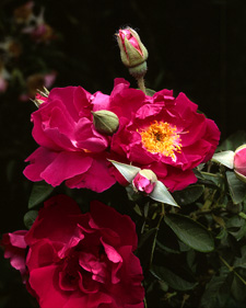 Shrub rose: Rosa Rose a Parfum de l 'Ha&yuml;