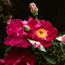 Shrub rose: Rosa Rose a Parfum de l 'Ha������