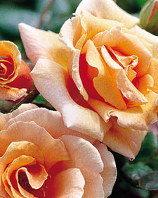 Climbing rose: Rosa Royal Sunset