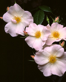 Shrub rose: Rosa Sally Holmes