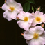 Shrub rose: Rosa Sally Holmes