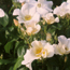 English rose: Rosa Shropshire Lass
