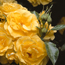 Floribunda rose: Rosa Sunsprite