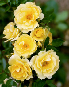 Rose: Rosa Sundance Palace