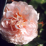 English rose: Rosa Sweet Juliet