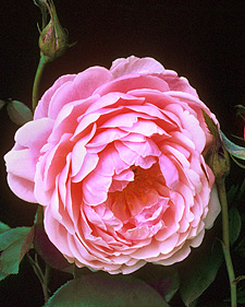English rose: Rosa The Reeve