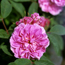 Shrub rose: Rosa Therese Bugnet