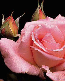 Hybrid tea rose: Rosa Tiffany