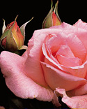 Rosa Tiffany