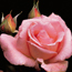 Hybrid tea rose: Rosa Tiffany
