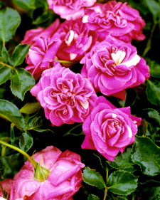 Rose: Rosa Topkapi Palace