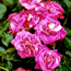 Rose: Rosa Topkapi Palace