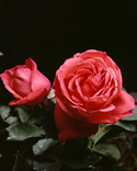 Rosa Tropicana