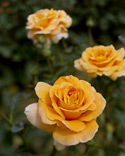 Rosa Valencia