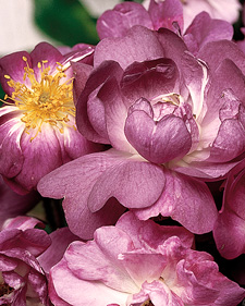 Rambling rose: Rosa Veilchenblau