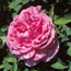 Old garden rose: Rosa Vick's Caprice