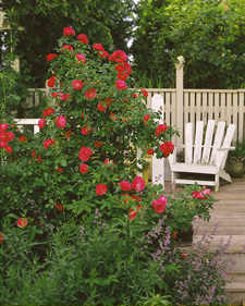 Explorer shrub rose: Rosa William Baffin