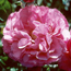 Hybrid tea rose: Rosa Yves Piaget