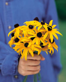 Black-eyed Susan: Rudbeckia hirta
