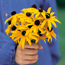 Black-eyed Susan: Rudbeckia hirta