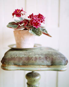African violet: Saintpaulia