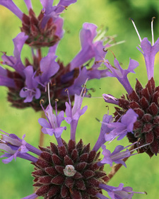 Cleveland sage: Salvia clevelandii