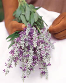 Mealy-cup sage: Salvia farinacea Strata