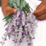 Mealy-cup sage: Salvia farinacea Strata