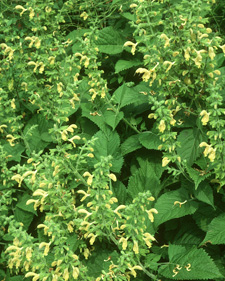 Jupiter's distaff: Salvia glutinosa