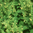 Jupiter's distaff: Salvia glutinosa