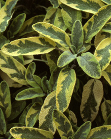 Golden edged sage: Salvia officinalis 'Aurea'