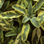 Golden edged sage: Salvia officinalis 'Aurea'
