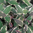 Tricolor sage: Salvia officinalis Tricolor
