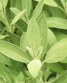 Culinary sage: Salvia officinalis