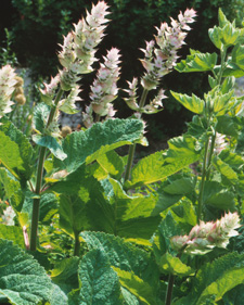Clary sage: Salvia sclarea