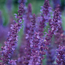 Sage: Salvia x superba