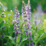 Salvia: Salvia x sylvestris Blue Hill