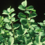 Salad burnet: Sanguisorba minor