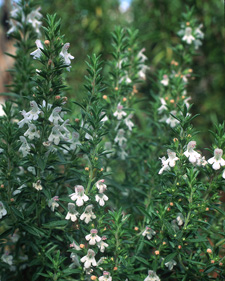 Winter savory: Satureja montana